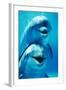 Bottlenose Dolphin Two, Facing, One on Top of the Other-Augusto Leandro Stanzani-Framed Photographic Print