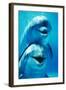 Bottlenose Dolphin Two, Facing, One on Top of the Other-Augusto Leandro Stanzani-Framed Photographic Print