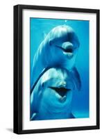 Bottlenose Dolphin Two, Facing, One on Top of the Other-Augusto Leandro Stanzani-Framed Photographic Print