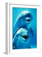 Bottlenose Dolphin Two, Facing, One on Top of the Other-Augusto Leandro Stanzani-Framed Photographic Print