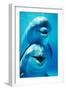 Bottlenose Dolphin Two, Facing, One on Top of the Other-Augusto Leandro Stanzani-Framed Photographic Print