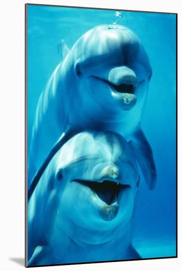 Bottlenose Dolphin Two, Facing, One on Top of the Other-Augusto Leandro Stanzani-Mounted Photographic Print
