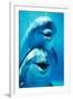 Bottlenose Dolphin Two, Facing, One on Top of the Other-Augusto Leandro Stanzani-Framed Photographic Print