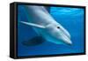 Bottlenose Dolphin Underwater-Augusto Leandro Stanzani-Framed Stretched Canvas