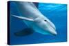 Bottlenose Dolphin Underwater-Augusto Leandro Stanzani-Stretched Canvas