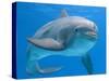 Bottlenose Dolphin Underwater-Augusto Leandro Stanzani-Stretched Canvas