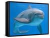 Bottlenose Dolphin Underwater-Augusto Leandro Stanzani-Framed Stretched Canvas