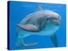 Bottlenose Dolphin Underwater-Augusto Leandro Stanzani-Stretched Canvas