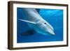 Bottlenose Dolphin Underwater-Augusto Leandro Stanzani-Framed Photographic Print