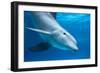 Bottlenose Dolphin Underwater-Augusto Leandro Stanzani-Framed Photographic Print