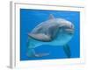 Bottlenose Dolphin Underwater-Augusto Leandro Stanzani-Framed Photographic Print