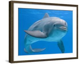 Bottlenose Dolphin Underwater-Augusto Leandro Stanzani-Framed Photographic Print