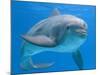 Bottlenose Dolphin Underwater-Augusto Leandro Stanzani-Mounted Photographic Print