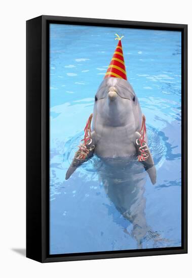 Bottlenose Dolphin with Party Hat and Streamers-Augusto Leandro Stanzani-Framed Stretched Canvas