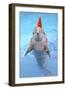 Bottlenose Dolphin with Party Hat and Streamers-Augusto Leandro Stanzani-Framed Photographic Print