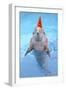 Bottlenose Dolphin with Party Hat and Streamers-Augusto Leandro Stanzani-Framed Photographic Print