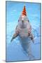 Bottlenose Dolphin with Party Hat and Streamers-Augusto Leandro Stanzani-Mounted Photographic Print