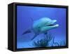 Bottlenose Dolphin-Stephen Frink-Framed Stretched Canvas