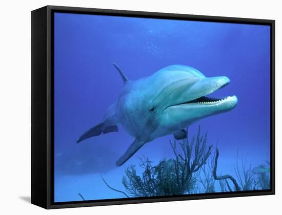 Bottlenose Dolphin-Stephen Frink-Framed Stretched Canvas