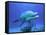 Bottlenose Dolphin-Stephen Frink-Framed Stretched Canvas