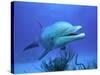 Bottlenose Dolphin-Stephen Frink-Stretched Canvas