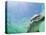 Bottlenose Dolphin-Stuart Westmorland-Stretched Canvas