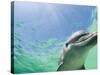 Bottlenose Dolphin-Stuart Westmorland-Stretched Canvas