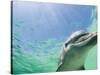 Bottlenose Dolphin-Stuart Westmorland-Stretched Canvas