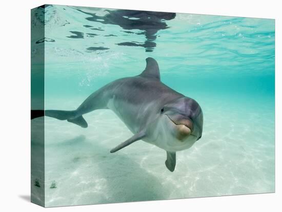 Bottlenose Dolphin-Stuart Westmorland-Stretched Canvas