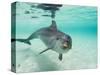 Bottlenose Dolphin-Stuart Westmorland-Stretched Canvas