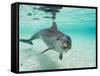 Bottlenose Dolphin-Stuart Westmorland-Framed Stretched Canvas