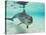 Bottlenose Dolphin-Stuart Westmorland-Stretched Canvas