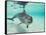 Bottlenose Dolphin-Stuart Westmorland-Framed Stretched Canvas