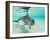 Bottlenose Dolphin-Stuart Westmorland-Framed Premium Photographic Print