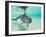 Bottlenose Dolphin-Stuart Westmorland-Framed Premium Photographic Print