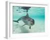 Bottlenose Dolphin-Stuart Westmorland-Framed Premium Photographic Print