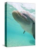 Bottlenose Dolphin-Stuart Westmorland-Stretched Canvas