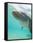 Bottlenose Dolphin-Stuart Westmorland-Framed Stretched Canvas