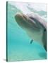 Bottlenose Dolphin-Stuart Westmorland-Stretched Canvas