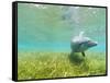 Bottlenose Dolphin-Stuart Westmorland-Framed Stretched Canvas