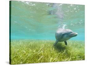 Bottlenose Dolphin-Stuart Westmorland-Stretched Canvas