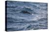 Bottlenose Dolphin-DLILLC-Stretched Canvas