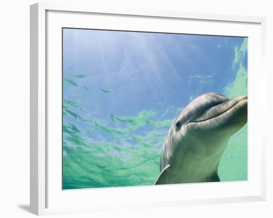 Bottlenose Dolphin-Stuart Westmorland-Framed Photographic Print