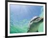 Bottlenose Dolphin-Stuart Westmorland-Framed Photographic Print