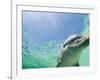 Bottlenose Dolphin-Stuart Westmorland-Framed Photographic Print