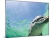 Bottlenose Dolphin-Stuart Westmorland-Mounted Photographic Print