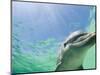 Bottlenose Dolphin-Stuart Westmorland-Mounted Photographic Print