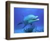Bottlenose Dolphin-Stephen Frink-Framed Photographic Print