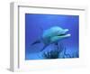 Bottlenose Dolphin-Stephen Frink-Framed Photographic Print