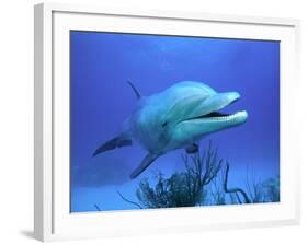 Bottlenose Dolphin-Stephen Frink-Framed Photographic Print